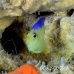 angelfish_pygmy_blueback_ust_h_0038_pal0342.jpg